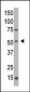 MGAT1 Antibody (C-term)
